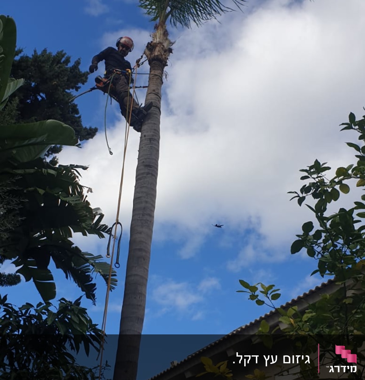 אדם גוזם עץ דקל גבוה עם ציוד בטיחות